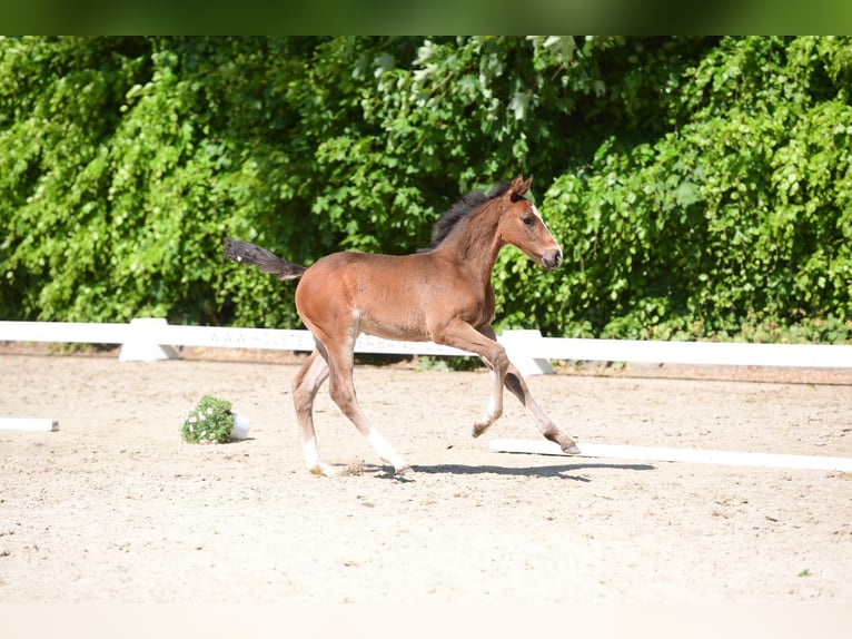 Holsteiner Hengst 1 Jaar Zwartbruin in Kiel