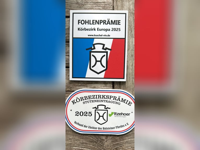 Holsteiner Hengst 1 Jahr 130 cm Dunkelbrauner in Westerstede