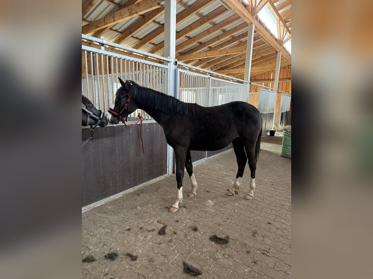 Holsteiner Hengst 1 Jahr 130 cm Dunkelbrauner in Westerstede