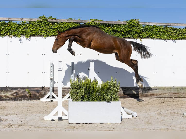 Holsteiner Hengst 1 Jahr 152 cm Brauner in Waddinxveen