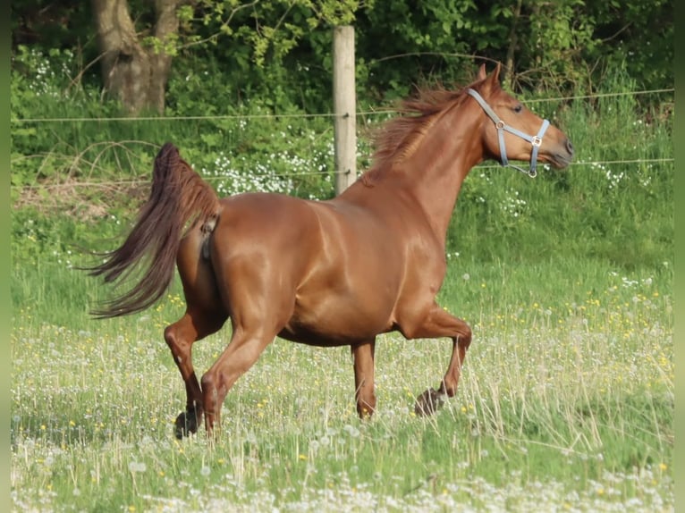 Holsteiner Hengst 1 Jahr 160 cm Fuchs in Gl&#xFC;sing