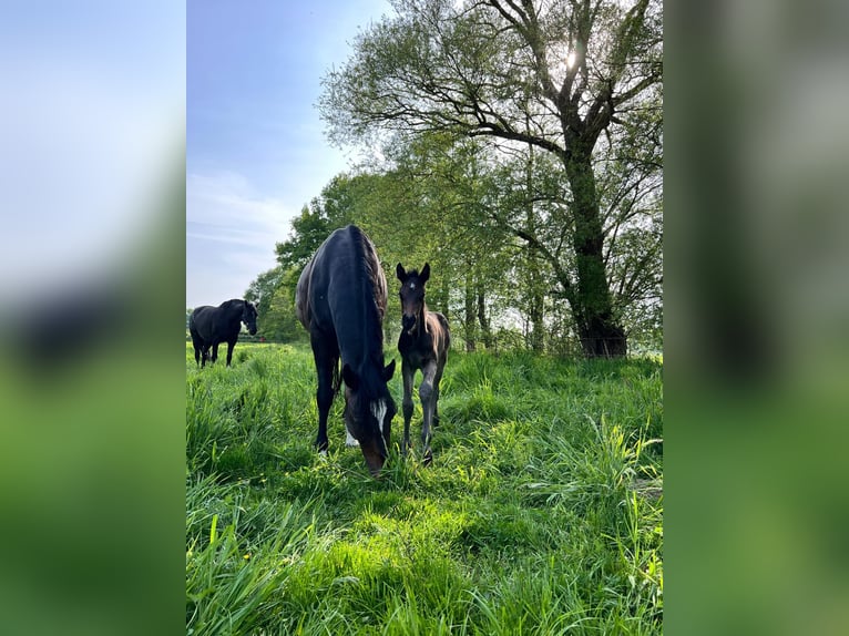 Holsteiner Hengst 1 Jahr 165 cm Rappe in Hamburg
