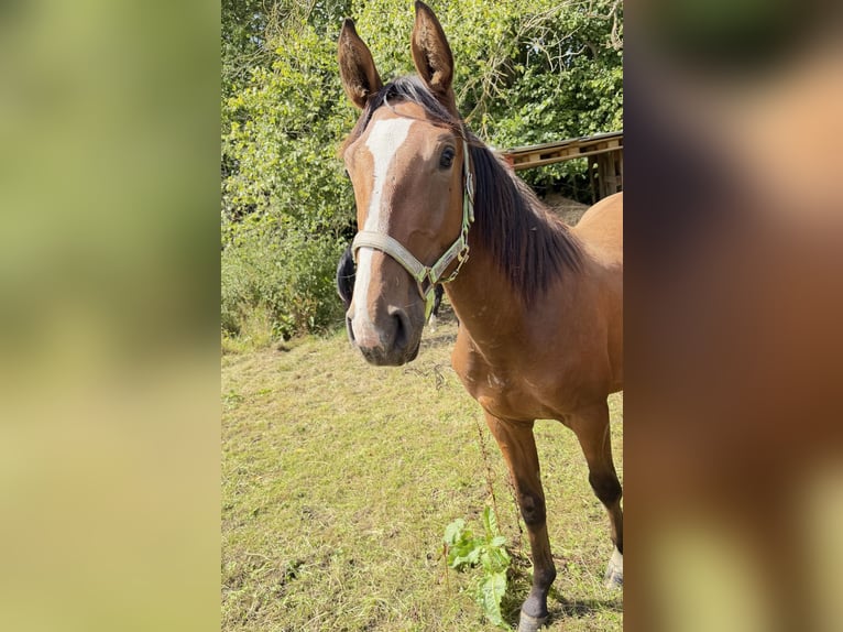 Holsteiner Hengst 1 Jahr 168 cm Brauner in Bad Oeynhausen