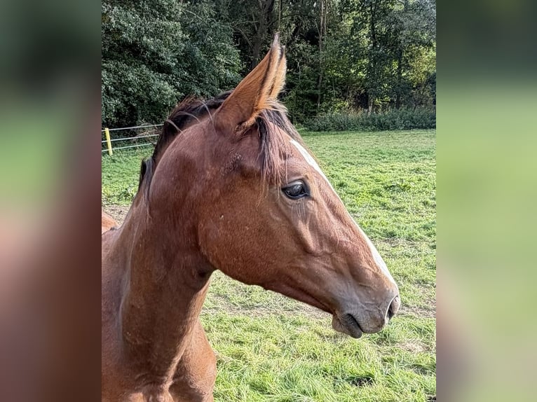 Holsteiner Hengst 1 Jahr 168 cm Brauner in Bad Oeynhausen