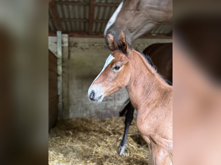 Holsteiner Hengst 1 Jahr 168 cm Brauner in Lüdersburg