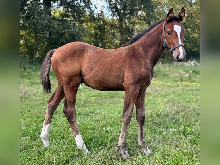 Holsteiner Hengst 1 Jahr 168 cm Brauner in Lüdersburg