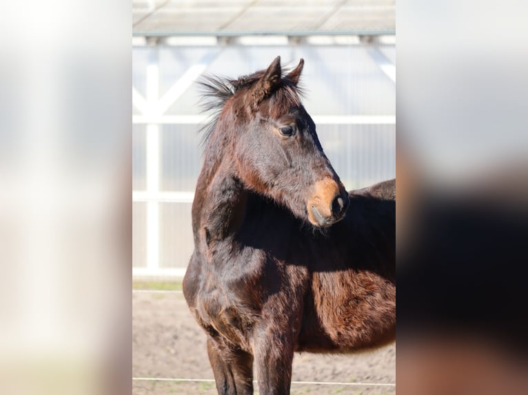 Holsteiner Hengst 1 Jahr 168 cm Dunkelbrauner in Todendorf