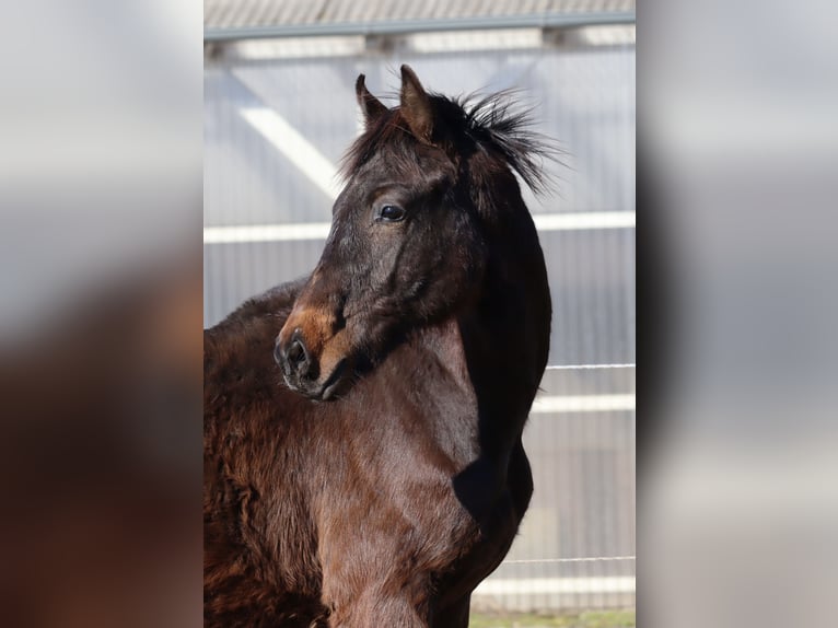 Holsteiner Hengst 1 Jahr 168 cm Dunkelbrauner in Todendorf