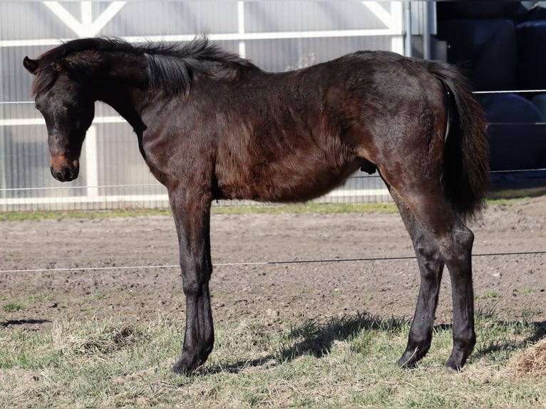 Holsteiner Hengst 1 Jahr 168 cm Dunkelbrauner in Todendorf