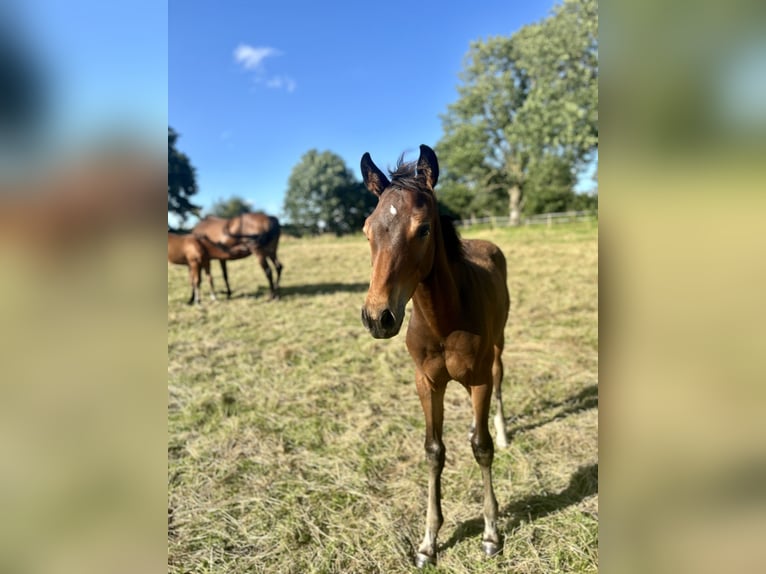 Holsteiner Hengst 1 Jahr 170 cm Brauner in Sehestedt