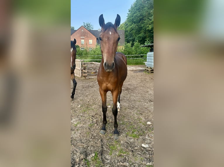 Holsteiner Hengst 1 Jahr 170 cm Brauner in Sehestedt