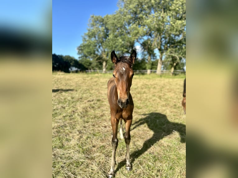 Holsteiner Hengst 1 Jahr 170 cm Brauner in Sehestedt