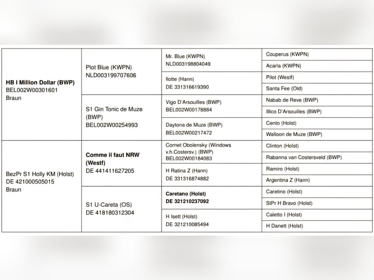 Holsteiner Hengst 1 Jahr 170 cm Brauner in Bodenrode