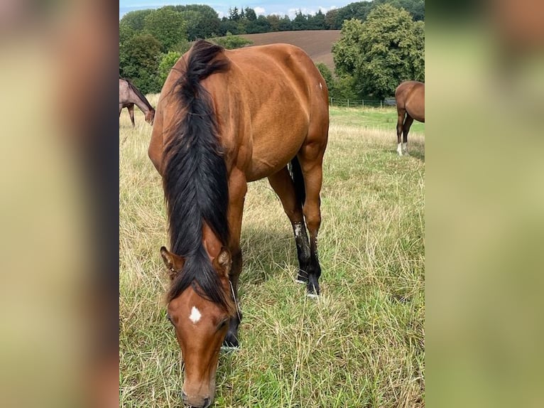 Holsteiner Hengst 1 Jahr 170 cm Brauner in Schiphorst