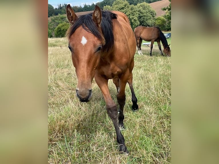Holsteiner Hengst 1 Jahr 170 cm Brauner in Schiphorst