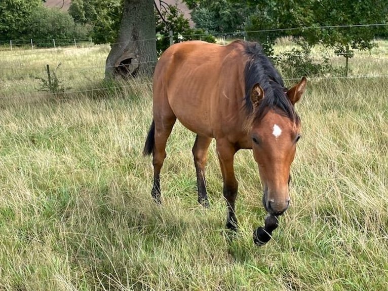 Holsteiner Hengst 1 Jahr 170 cm Brauner in Schiphorst