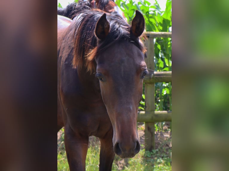 Holsteiner Hengst 1 Jahr 170 cm Dunkelbrauner in Todendorf