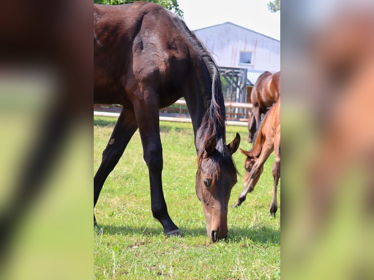 Holsteiner Hengst 1 Jahr 170 cm Dunkelbrauner in Todendorf