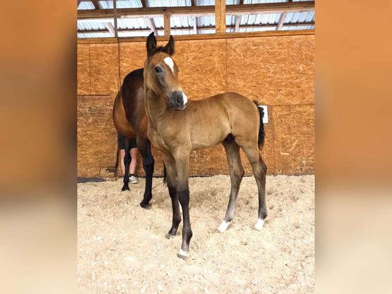 Holsteiner Hengst 1 Jahr 170 cm Dunkelbrauner in Dietfurt an der Altmühl