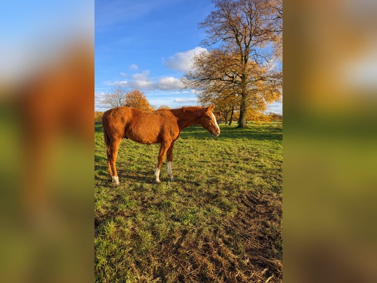 Holsteiner Hengst 1 Jahr 170 cm Fuchs in Groß Kummerfeld