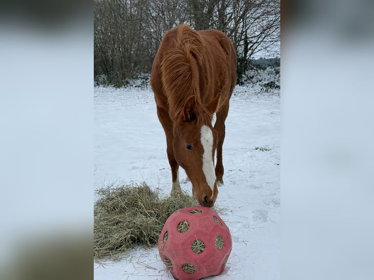Holsteiner Hengst 1 Jahr 170 cm Fuchs in Kellinghusen