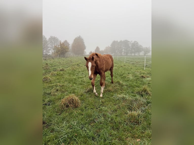 Holsteiner Hengst 1 Jahr 170 cm Fuchs in Kellinghusen