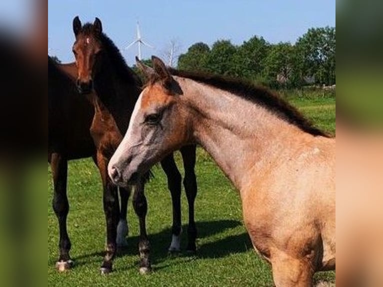 Holsteiner Hengst 1 Jahr 170 cm Schimmel in Wöhrden