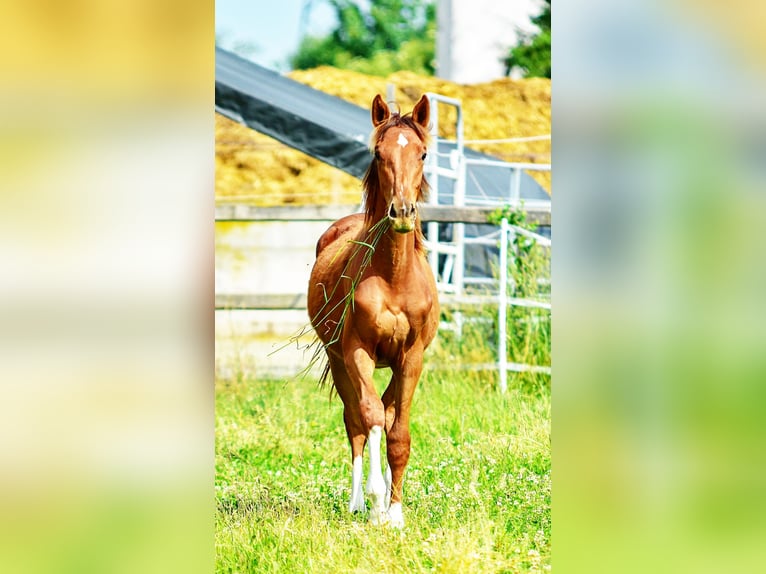 Holsteiner Hengst 1 Jahr 174 cm in Langenau