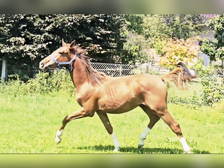 Holsteiner Hengst 1 Jahr 174 cm in Langenau