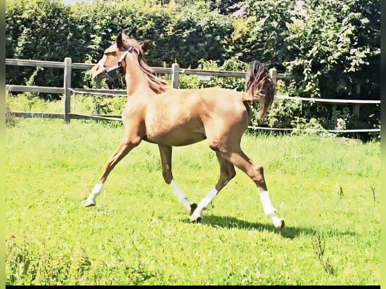 Holsteiner Hengst 1 Jahr 174 cm in Langenau