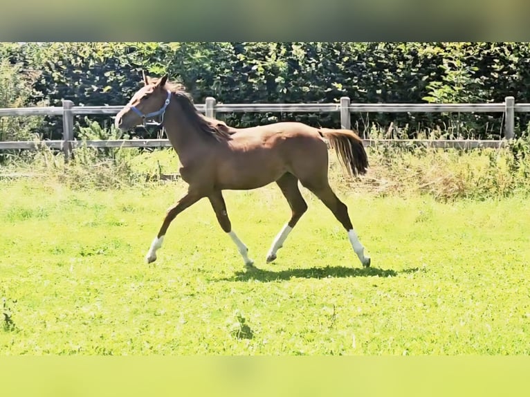 Holsteiner Hengst 1 Jahr 174 cm in Langenau