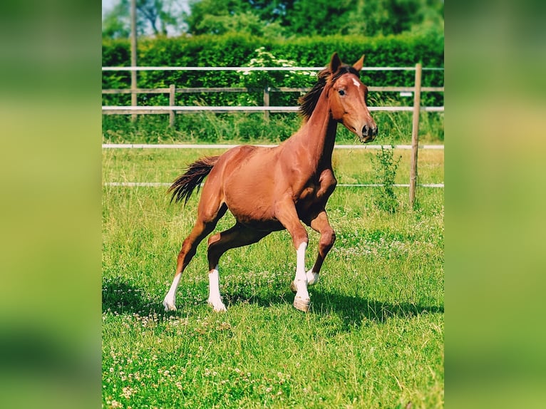Holsteiner Hengst 1 Jahr 174 cm in Langenau