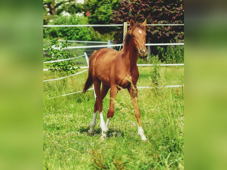 Holsteiner Hengst 1 Jahr 174 cm in Langenau