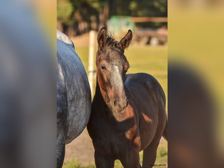 Holsteiner Hengst 1 Jahr 175 cm Apfelschimmel in Bronków