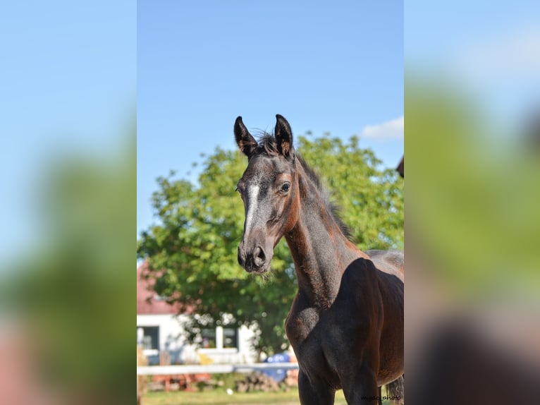 Holsteiner Hengst 1 Jahr 175 cm Apfelschimmel in Bronków