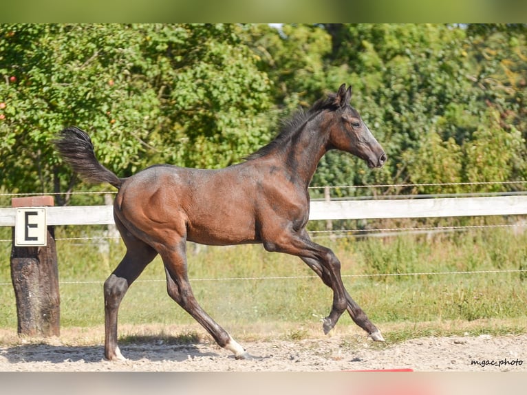 Holsteiner Hengst 1 Jahr 175 cm Apfelschimmel in Bronków