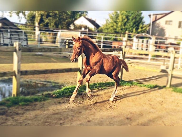 Holsteiner Mix Hengst 1 Jahr 176 cm in Langenau