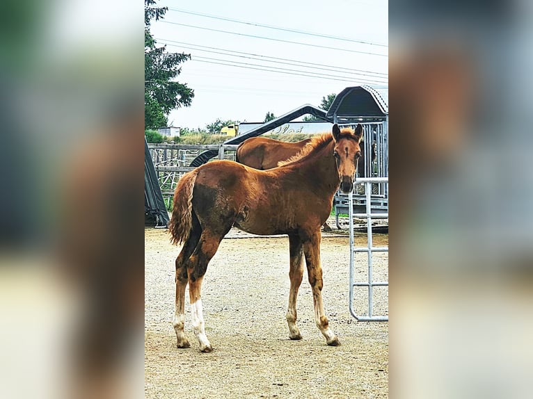 Holsteiner Mix Hengst 1 Jahr 176 cm in Langenau