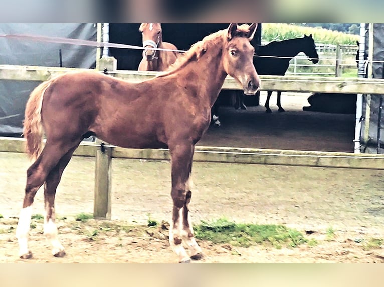 Holsteiner Mix Hengst 1 Jahr 176 cm in Langenau