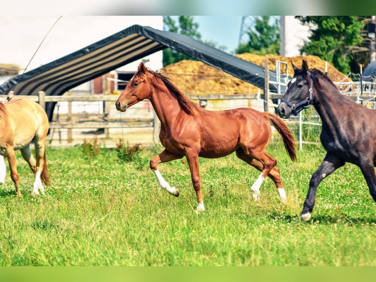 Holsteiner Mix Hengst 1 Jahr 176 cm Dunkelfuchs in Langenau