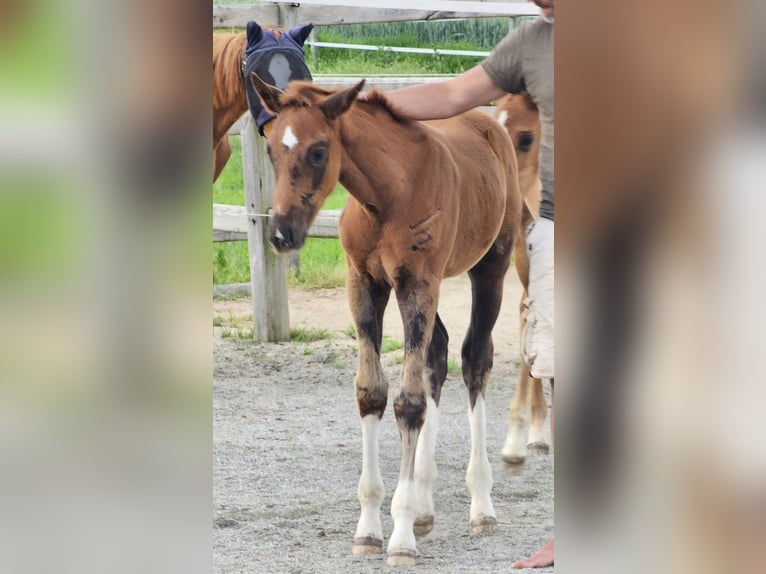 Holsteiner Mix Hengst 1 Jahr 176 cm Dunkelfuchs in Langenau