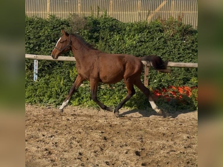 Holsteiner Hengst 1 Jahr Brauner in Alveslohe