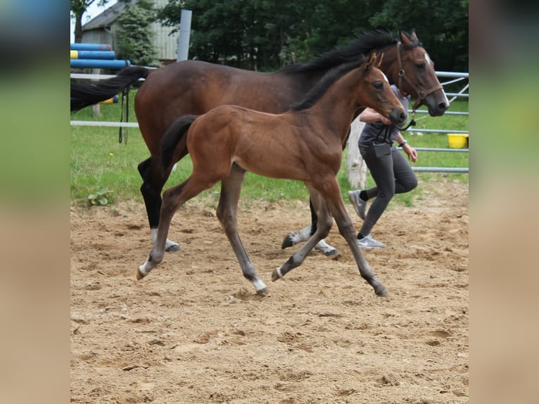 Holsteiner Hengst 1 Jahr Brauner in Ellhöft