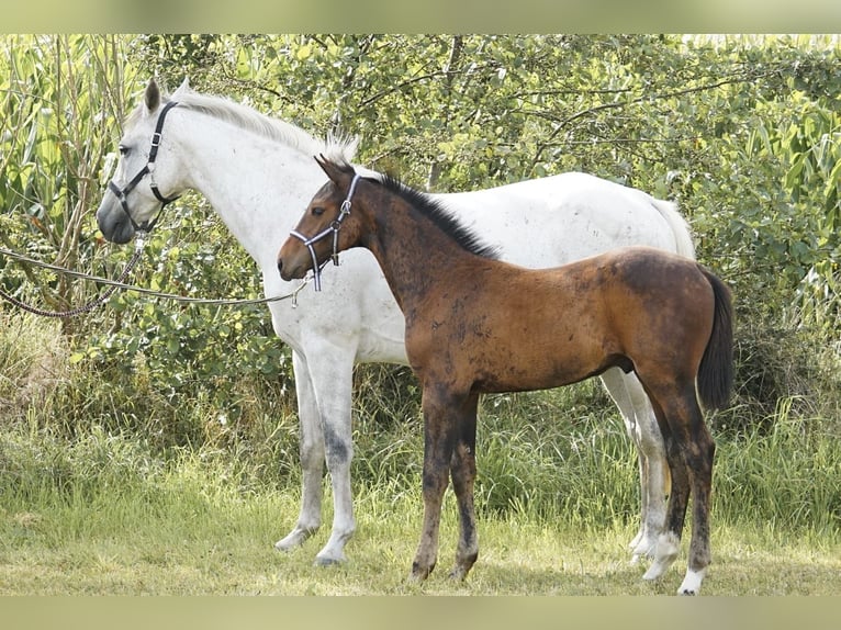 Holsteiner Hengst 1 Jahr Brauner in Hörup