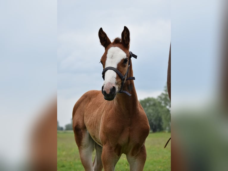 Holsteiner Hengst 1 Jahr Brauner in Marisfeld