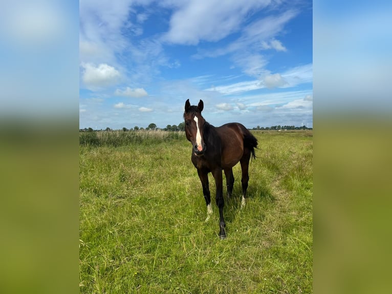 Holsteiner Hengst 1 Jahr Brauner in Mildstedt