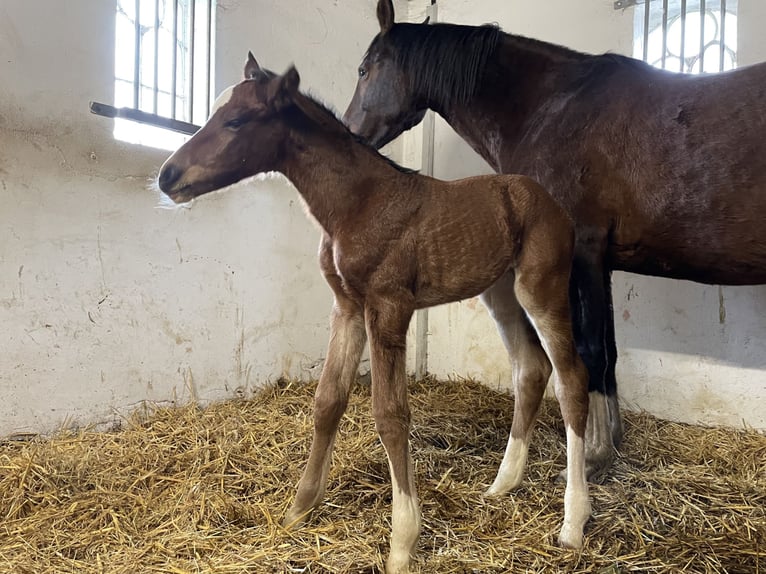 Holsteiner Hengst 1 Jahr Brauner in Wobbenbüll