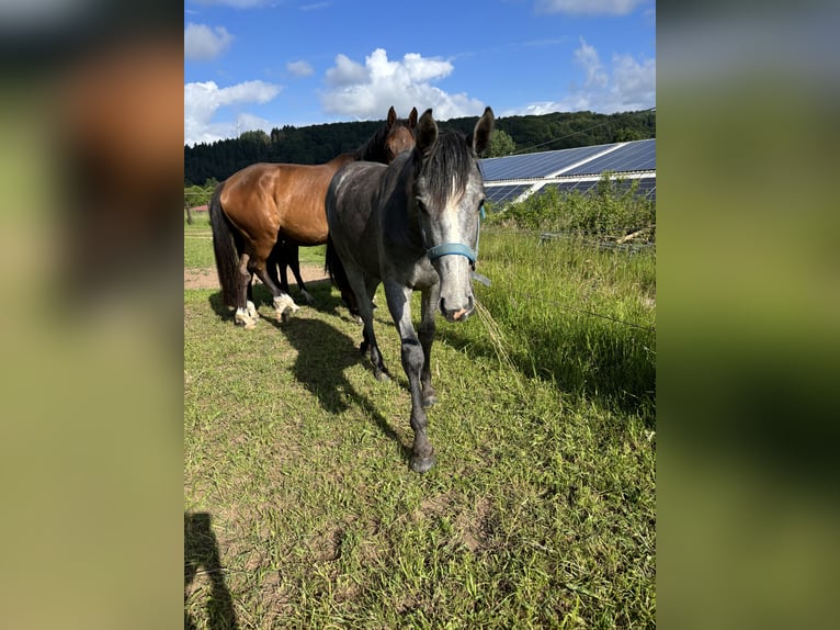 Holsteiner Hengst 1 Jahr Rappschimmel in Beckingen