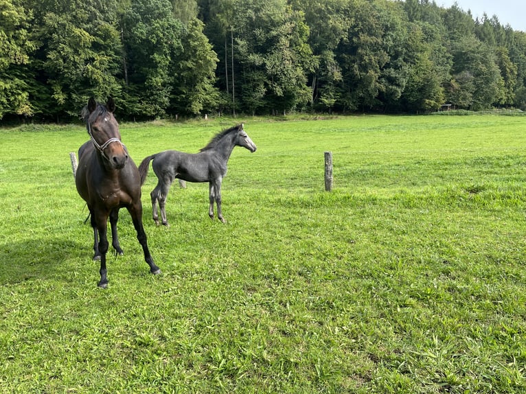 Holsteiner Hengst 1 Jahr Rappschimmel in Beckingen