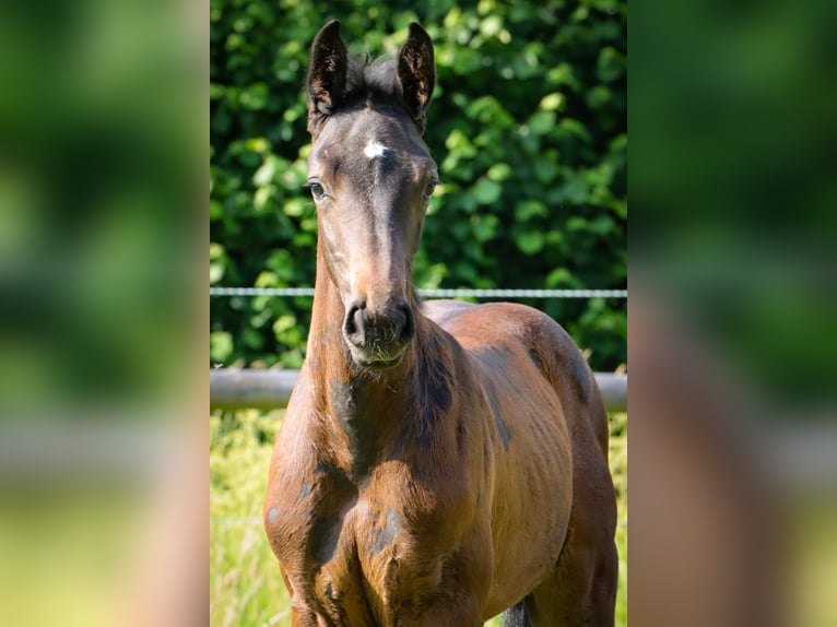 Holsteiner Hengst 1 Jahr Schimmel in Fehrenbötel